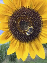 Bumblebee (Bombus) sits in flower of sunflower (Helianthus annuus) collects pollen and nectar has