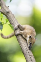 South American coati (Nasua nasua) youngster klimbing a little tree, captive, Zoo Augsburg