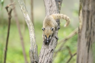 South American coati (Nasua nasua) youngster klimbing a little tree, captive, Zoo Augsburg