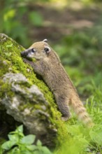 South American coati (Nasua nasua) youngster on a mossy rock, captive, Zoo Augsburg