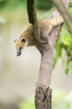 South American coati (Nasua nasua) youngster klimbing a little tree, captive, Zoo Augsburg