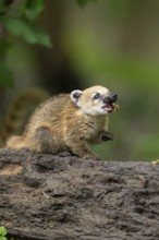 South American coati (Nasua nasua) youngster standing on the ground, captive, Zoo Augsburg