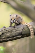 South American coati (Nasua nasua) youngsters klimbing in a tree, captive, Zoo Augsburg