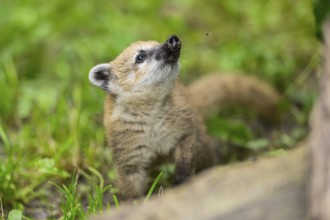 South American coati (Nasua nasua) youngster standing on the ground, captive, Zoo Augsburg