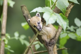 South American coati (Nasua nasua) youngster klimbing a little tree, captive, Zoo Augsburg