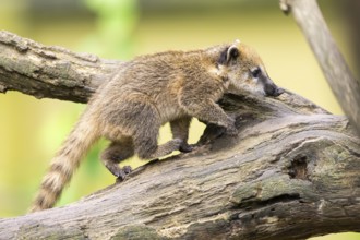 South American coati (Nasua nasua) youngster klimbing a little tree, captive, Zoo Augsburg