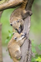 South American coati (Nasua nasua) youngsters klimbing in a tree, captive, Zoo Augsburg