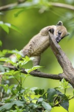 South American coati (Nasua nasua) youngster klimbing a little tree, captive, Zoo Augsburg