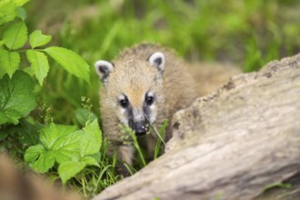 South American coati (Nasua nasua) youngster standing on the ground, captive, Zoo Augsburg