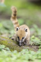 South American coati (Nasua nasua) youngster standing on the ground, captive, Zoo Augsburg
