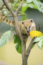 South American coati (Nasua nasua) youngster klimbing a little tree, captive, Zoo Augsburg