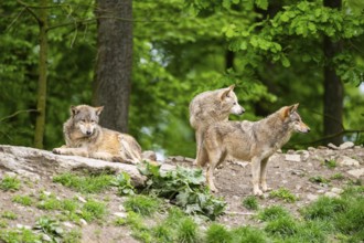 Eastern wolves (Canis lupus lycaon) on a little hill, Bavaria, Germany