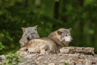Eastern wolves (Canis lupus lycaon) lying on a little hill, Bavaria, Germany