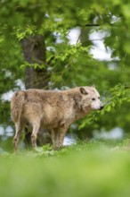 Eastern wolf (Canis lupus lycaon) standing on a little hill, Bavaria, Germany