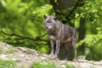 Eastern wolf (Canis lupus lycaon) standing on a little hill, Bavaria, Germany