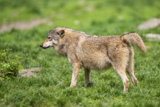 Eastern wolf (Canis lupus lycaon) standing on a meadow, Bavaria, Germany