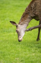 Red deer (Cervus elaphus) hind standing on a meadow, Bavaria, Germany