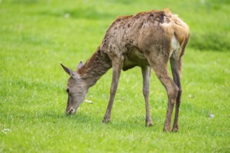Red deer (Cervus elaphus) hind standing on a meadow, Bavaria, Germany