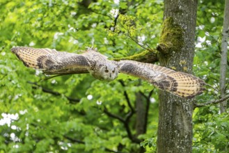 Western Siberian eagle-owl (Bubo bubo sibiricus) flying from a tree, Bavaria, Germany