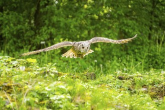 Western Siberian eagle-owl (Bubo bubo sibiricus) flying over a clearing in the forest, Bavaria,