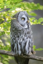 Ural owl (Strix uralensis) sitting on a branch, captive, Zoo Augsburg, Germany