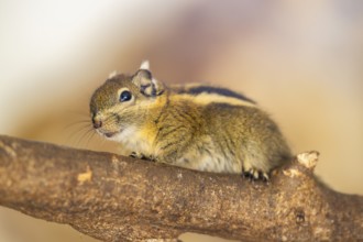 Eastern chipmunk (Tamias striatus), captive, Zoo Augsburg, Germany