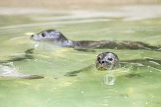 Seal (Phoca vitulina) swimming in the water, captive, Zoo Augsburg, Germany