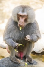 Hamadryas baboon (Papio hamadryas) male sitting, captive, Zoo Augsburg, Germany