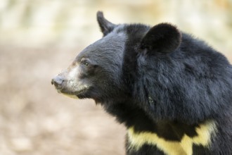 American black bear (Ursus americanus), portrait, captive, Zoo Augsburg, Bavaria, Germany
