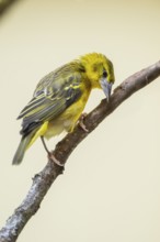 Village weaver (Ploceus cucullatus) sitting on a branch, captive, Zoo Augsburg, Germany