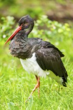 Black stork (Ciconia nigra) walking on a meadow, Bavaria, Germany
