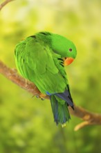 Papuan eclectus (Eclectus polychloros) sitting on a branch, captive, captive, Zoo Augsburg, Germany