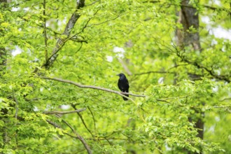 Carrion crow (Corvus corone) sitting on a branch in a forest, Bavaria, Germany