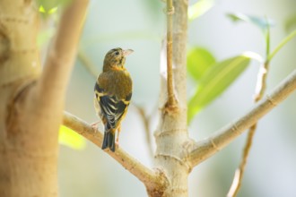 Red siskin (Spinus cucullatus) sitting on a branch, captive, Zoo Augsburg, Germany