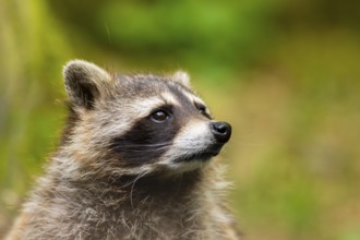 Common raccoon (Procyon lotor), portrait, Bavaria, Germany