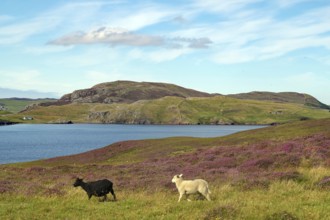 Two sheep grazing on green hilly landscape next to a loch under cloudy sky, heather blossom,