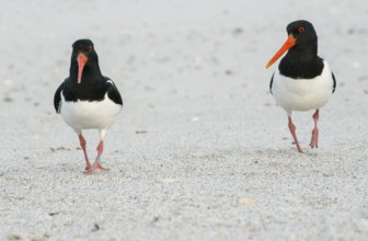 Two oystercatchers (Haematopus ostralegus) with long red beaks, red eyes, red legs and black and