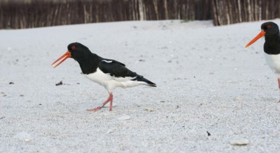African oystercatcher (Haematopus ostralegus) with long red beak, red eyes, red legs and black and