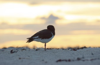 Oystercatcher (Haematopus ostralegus) stands on one leg on the beach at sunset and sticks its beak