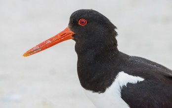 Oystercatcher (Haematopus ostralegus) with sandy, long red beak, red eyes and black and white