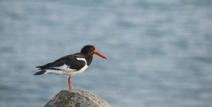 An oystercatcher (Haematopus ostralegus) stands on a stone by the sea in front of the blue water,