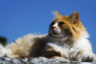 A fluffy orange and white cat lies relaxed in the sun under a blue sky, Turkey
