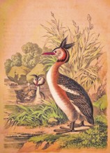 Great crested grebe (Podiceps Scalloped ribbonfish) family with chicks on the river bank, reeds,