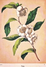 White flowers of a tea plant (Camellia sinensis), genus Camellia, alternate green leaves, tea,