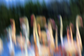 Flamingos in pond, sunlight, colourful, wipe effect, motion blur, Camargue, France
