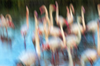 Flamingos in sunlight, colourful, symbolic image dance in pond, wipe effect, motion blur,