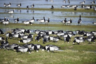Barnacle geese, white-fronted geese, (Branta leucopsis) on the Katinger Watt, Schleswig-Holstein,