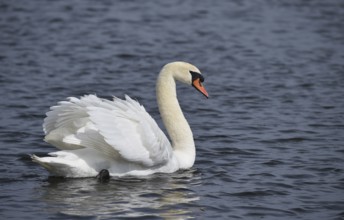Mute swan (Cygnus olor) on a lake, Schleswig-Holstein, Germany