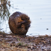 Nutria (Myocastor coypus) at the pond, bank, animal behaviour, Pont de Gau bird park,