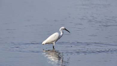 Little Egret (Egretta garzetta) in the pond, Pont de Gau Bird Park, Saintes-Maries-de-la-Mer,